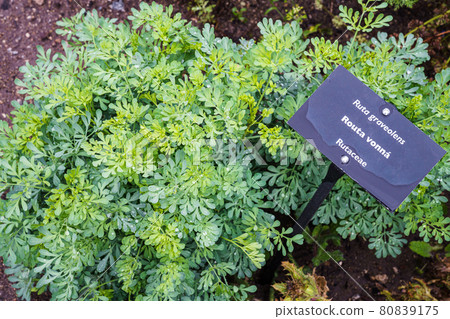 Common rue or herb of grace (Ruta graveolens) herbal plant in the garden. Medicinal herb. 80839175
