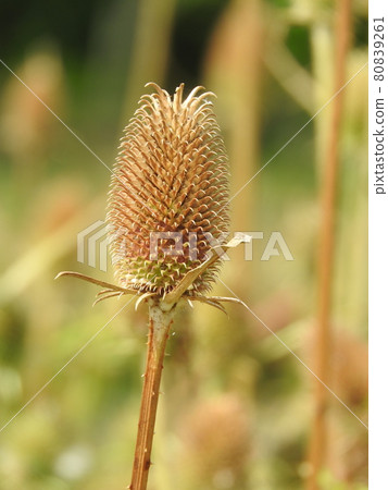 Honeysuckle family annual "Chisel (Rashakakigusa)": withered after flowering 80839261