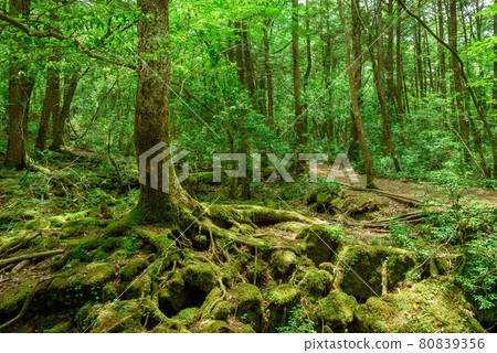 Distress image, Aokigahara Jukai Distress image, Aokigahara Jukai 80839356