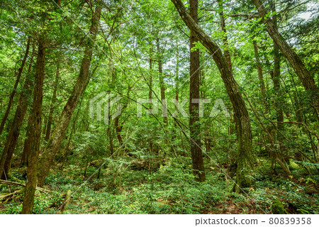 Aokigahara Jukai Trees Aokigahara Jukai Trees 80839358