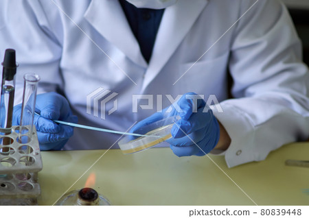 The laboratory scientist makes bacteriological inoculation in a petri dish The laboratory scientist makes bacteriological inoculation in a petri dish 80839448