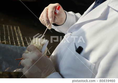 cloacal swab from day old backyard chicks by veterinarian cloacal swab from day old backyard chicks by veterinarian 80839460