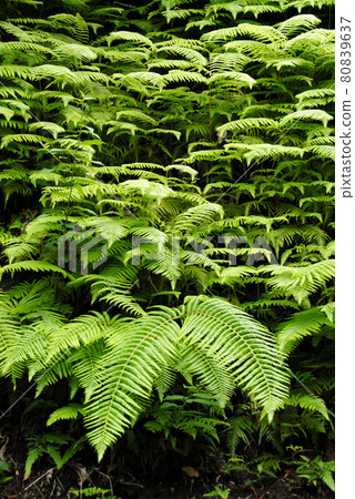 蕨葉葉圖案 蕨葉葉圖案 80839637