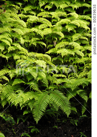 蕨葉葉圖案 蕨葉葉圖案 80839638