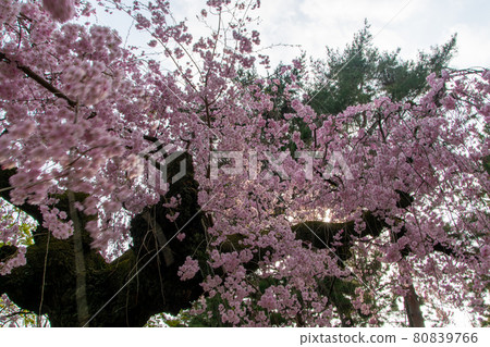 Cherry blossoms at Osaka Castle 80839766