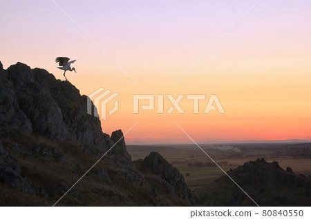 White Stork Ciconia on Cliff at Sunset in Dobrogea Romania White Stork Ciconia on Cliff at Sunset in Dobrogea Romania 80840550