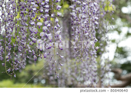 日本埼玉縣春日部市紫藤花 80840640