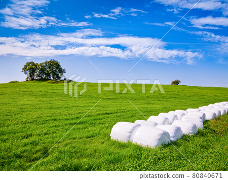 Silage bales on a field 80840671