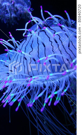 jellyfish  80840720