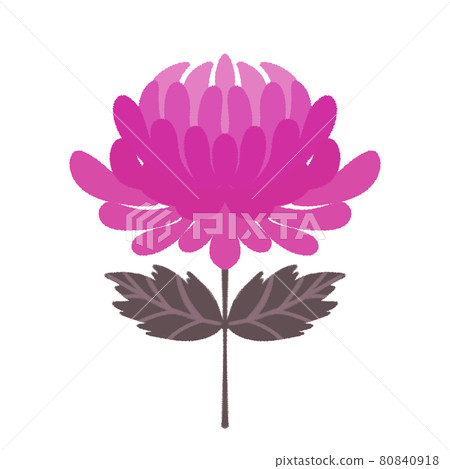 紫菊花圖 紫菊花圖 80840918