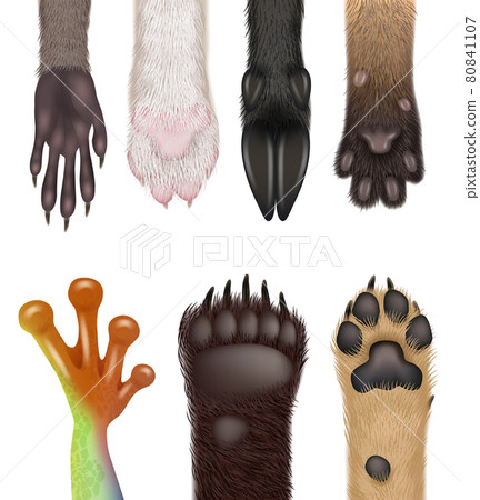 Animals paw. Realistic wild animals body parts dog frog cat bears racoon decent vector paws collection set Animals paw. Realistic wild animals body parts dog frog cat bears racoon decent vector paws collection set 80841107