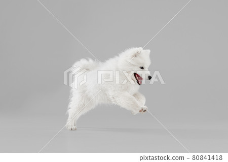Portrait of smart beautiful Samoyed dog, puppy in motion isolated on grey studio background. Side view Portrait of smart beautiful Samoyed dog, puppy in motion isolated on grey studio background. Side view 80841418