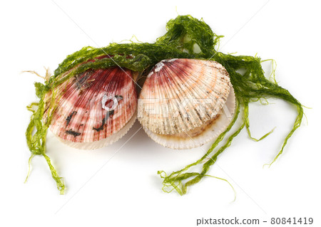 Scallops and alga isolated on white Scallops and alga isolated on white 80841419