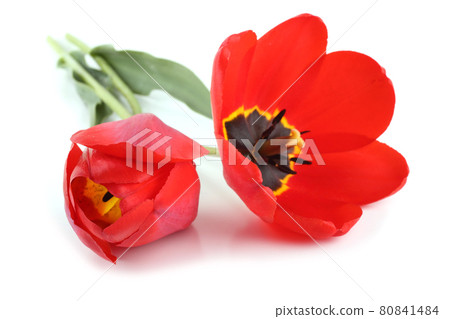 Red tulips isolated on white Red tulips isolated on white 80841484