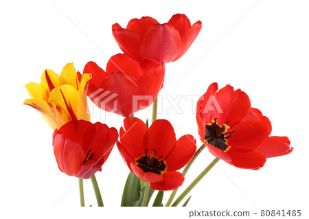 Red and bicolor vertical tulips Red and bicolor vertical tulips 80841485