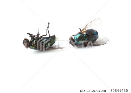 Dead flies isolated on white (Lucilia caesar) Dead flies isolated on white (Lucilia caesar) 80841486