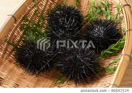 Purple sea urchin served in a colander Purple sea urchin served in a colander 80841524