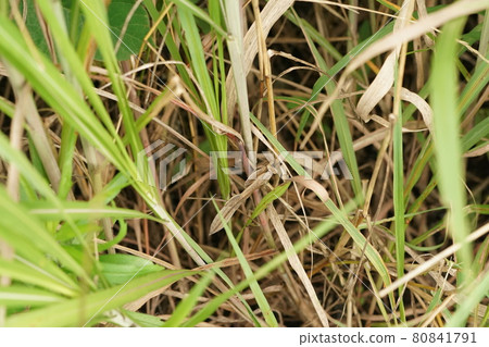 A brown mantis aiming for prey among dead grass 80841791