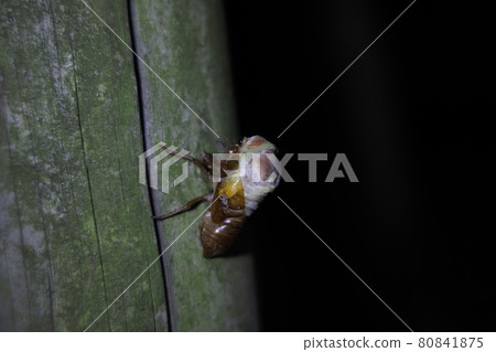 蟬鳴，夏夜的神秘瞬間 80841875