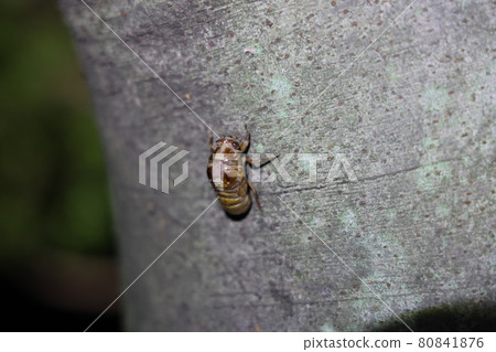 蟬鳴，夏夜的神秘瞬間 80841876