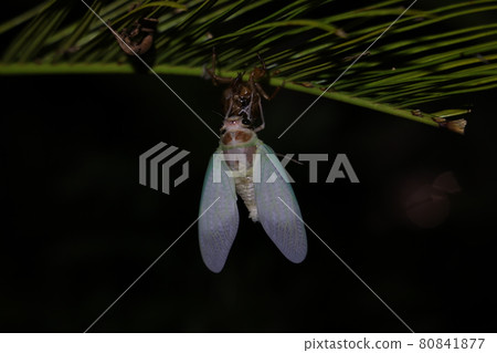 蟬鳴，夏夜的神秘瞬間 80841877