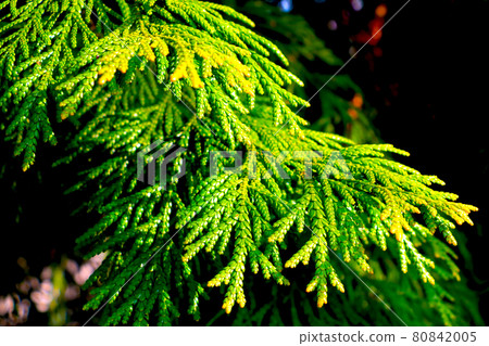 View of the green thuja branch in the garden or park on a sunny day. 80842005