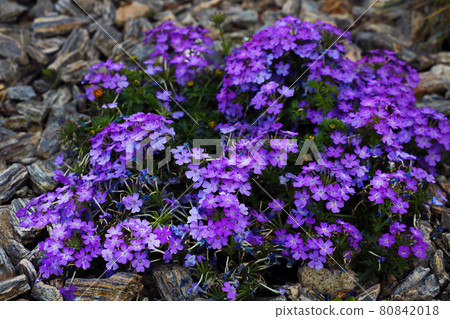 Purple perennial flowers in the park bloom in the summer. 80842018