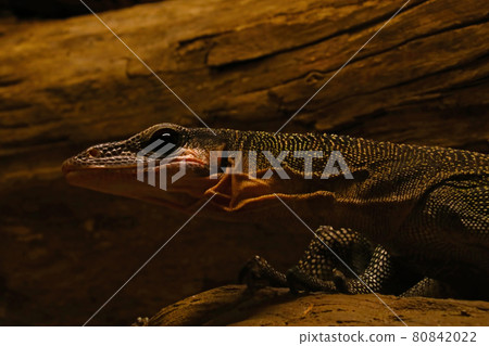 Close-up of a monitor lizard against a background of a tree or stone. Close-up of a monitor lizard against a background of a tree or stone. 80842022