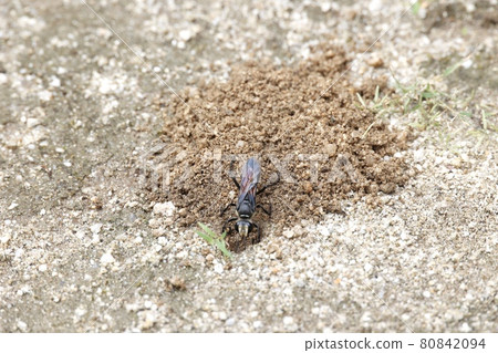 Sphex argentatus close-up 80842094
