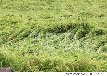 Impact of a fallen rice typhoon Impact of a fallen rice typhoon 80842196