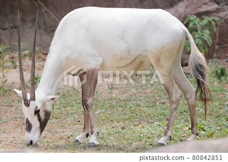 Arabian Orix - Stock Photo [80842851] - PIXTA