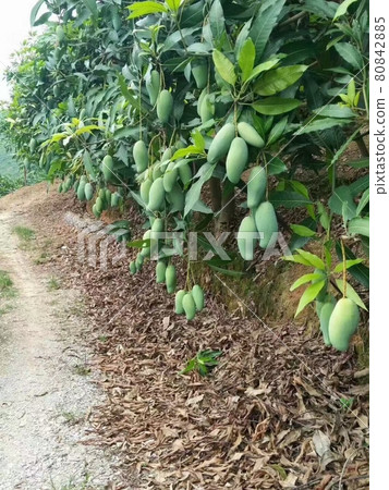 芒果長在芒果樹上 芒果長在芒果樹上 80842885