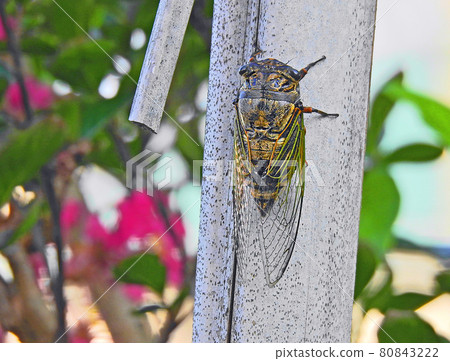 A large cicada bear with a transparent wing on a black body 80843222