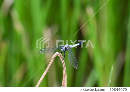 Shiokaratombo 80844079