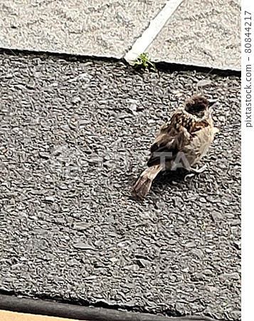 A cute sparrow on the platform of the station 80844217