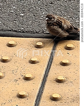 A cute sparrow on the braille block 80844218