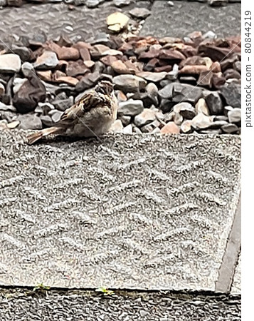 There is a sparrow near the platform of the station 80844219