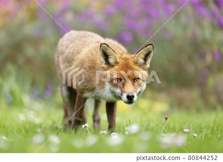 Close up of a red fox against colorful background in spring Close up of a red fox against colorful background in spring 80844252