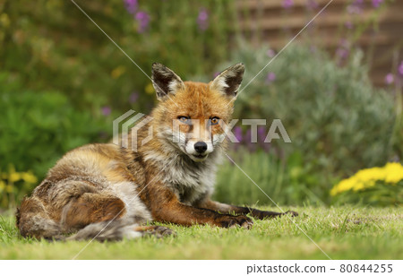 Close up of a red fox lying on green grass 80844255