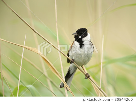 Common reed bunting perched on a reed 80844260