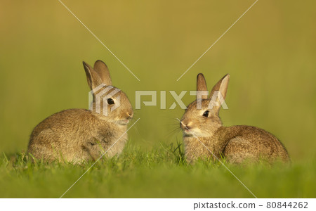 Close up of two cute little rabbits sitting in meadow 80844262