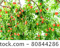 Many ripe peach fruits in the orchard 80844286