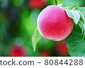 Ripe peach fruits in an orchard 80844288