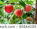 Ripe peach fruits in an orchard 80844289