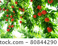 Ripe peach fruits growing in the orchard 80844290