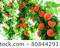 Ripe peach fruits growing in the orchard 80844291
