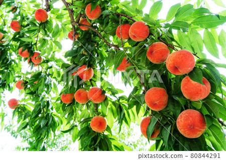 Ripe peach fruits growing in the orchard Ripe peach fruits growing in the orchard 80844291