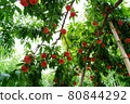 Ripe peach fruits growing in the orchard 80844292
