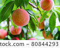 Ripe peach fruits growing in the orchard 80844293