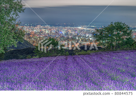 薰衣草和札幌夜景 80844575